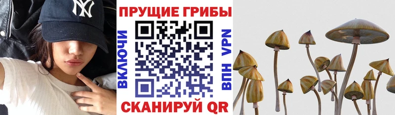 цены   Байкальск  Галлюциногенные грибы MAGIC MUSHROOMS 